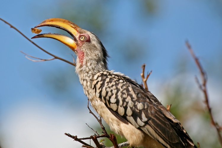 Pale-Billed Hornbill